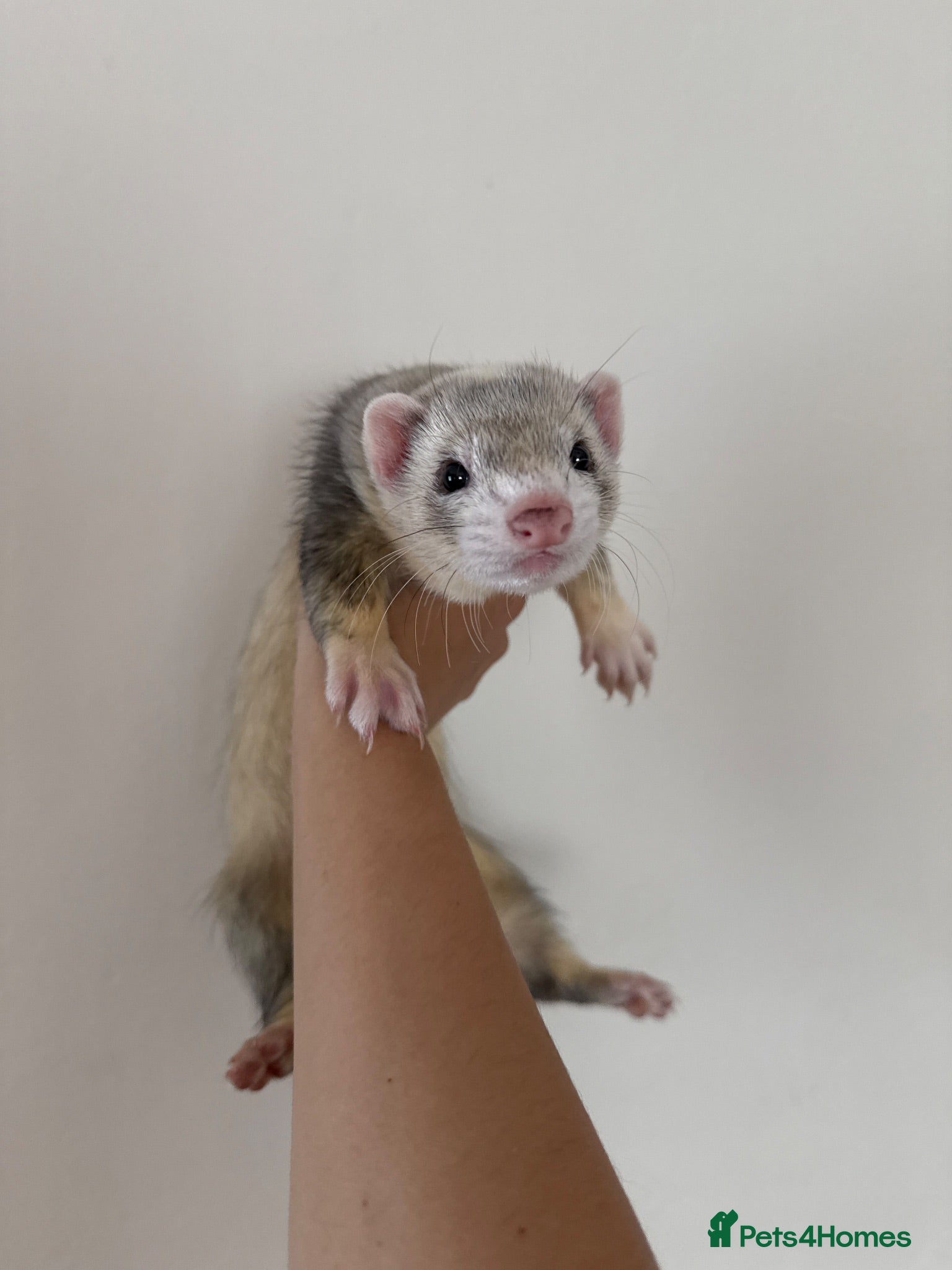 Ferret rodents Ferret + Cage + Food - Advert 17