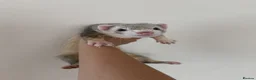 Ferret rodents for sale: Ferret + Cage + Food - Advert 1