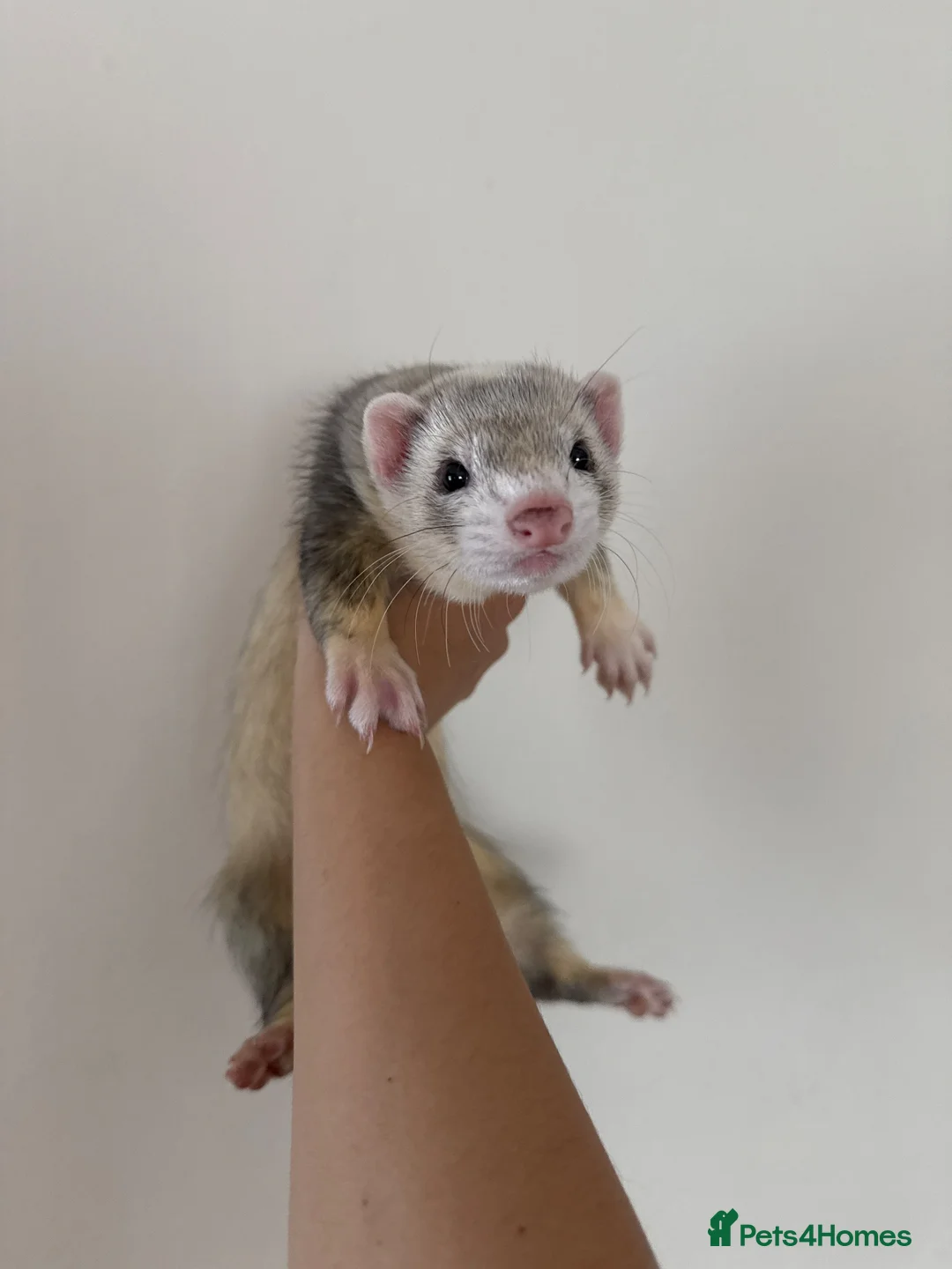Ferret rodents for sale: Ferret + Cage + Food - Advert 1
