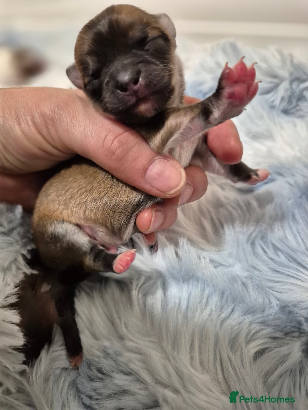 Chihuahua dogs for sale: Long haired chihuahua  - Advert 3