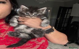 Maine Coon cats for sale: Russian XL maine coons!❤️ready to leave next week! - Image 19