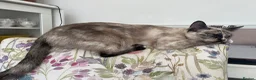 Ragdoll cats for sale: Gorgeous Ragdoll Kittens - Advert 6
