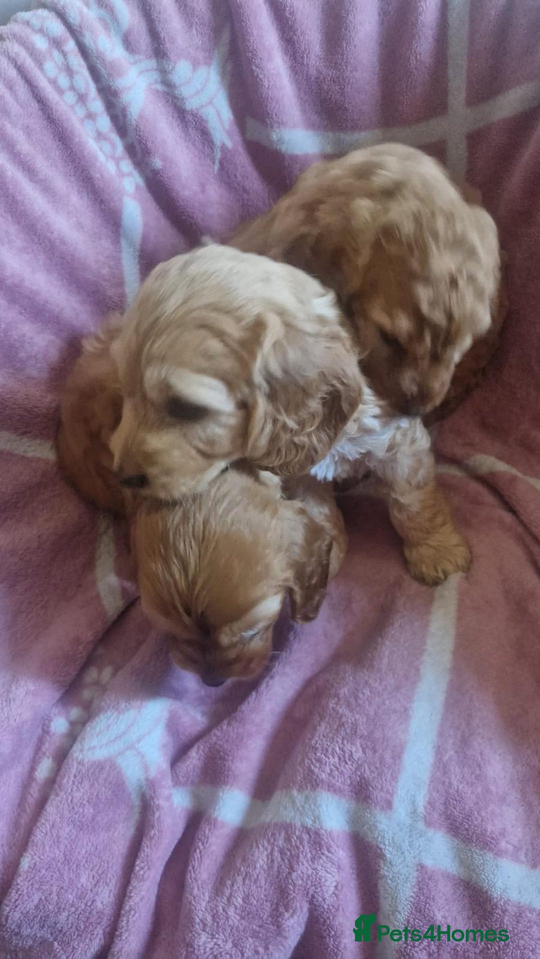 Cavapoo dogs for sale: Cavapoo puppy's  - Advert 4