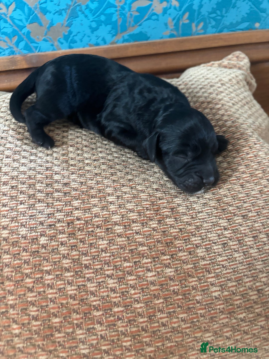 Cockapoo dogs for sale: 🐶Stunning cockerpoo puppies-just born  - Image 5