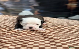 Old Tyme Bulldog dogs for sale: Old Tyme Bulldog Puppies - Both Parents Our Pets - Image 8