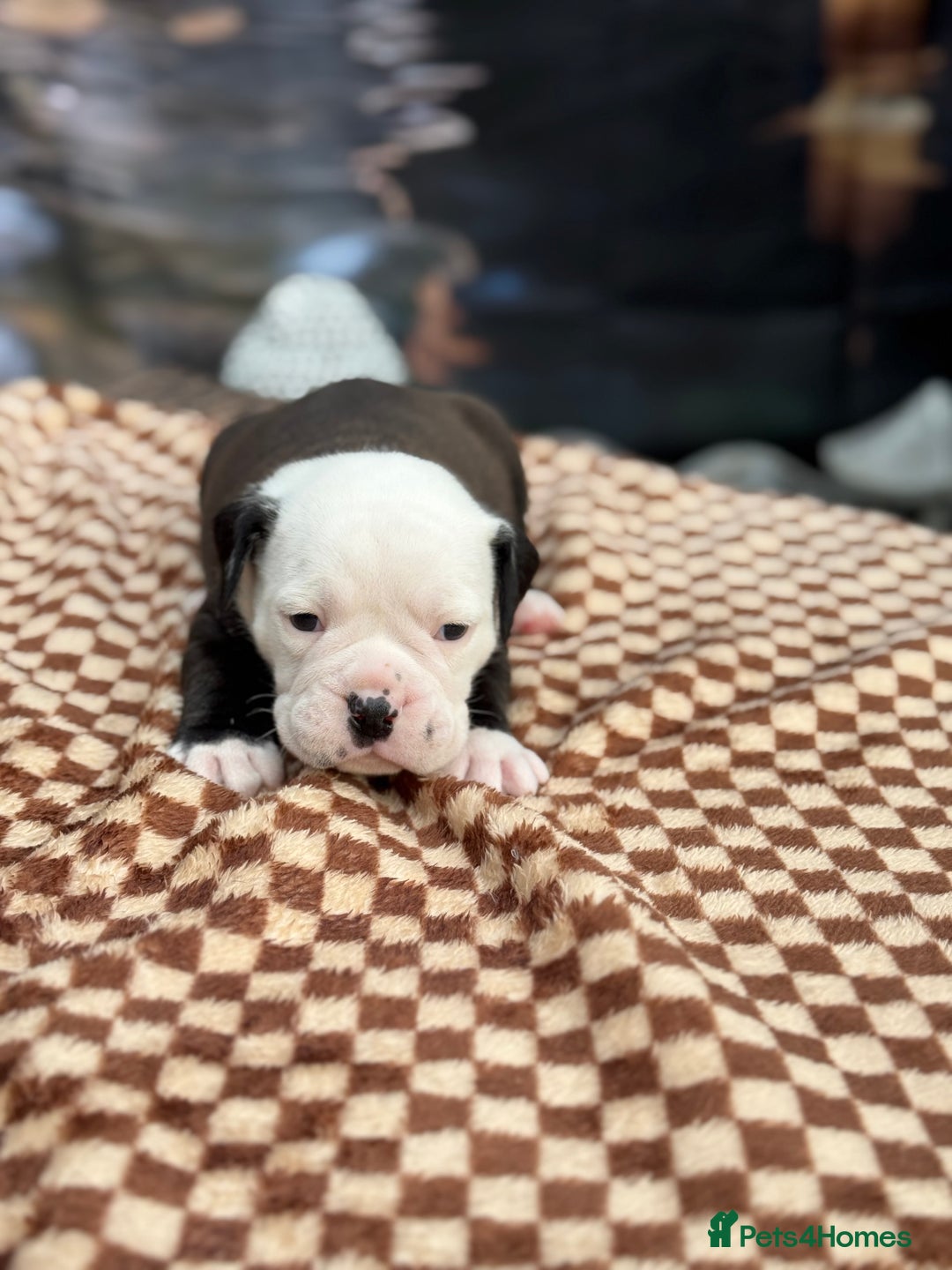 Old Tyme Bulldog dogs for sale: Old Tyme Bulldog Puppies - Both Parents Our Pets - Image 8