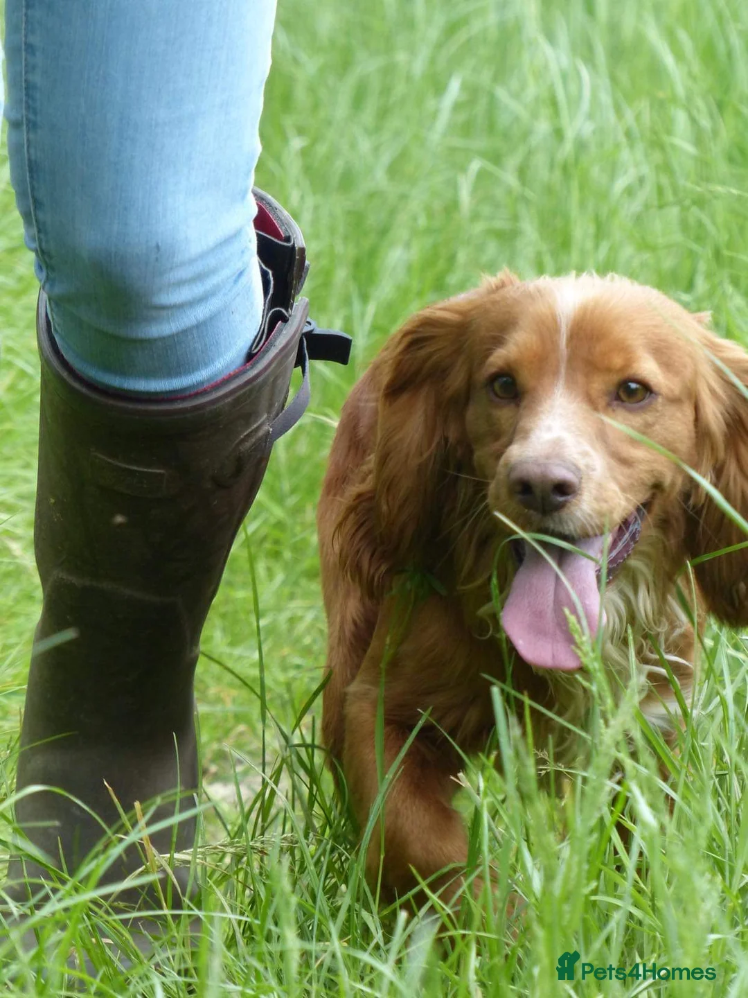 Cocker Spaniel dogs for stud: Pedigree working cocker spaniel standing at stud  in Tonbridge - Advert 5