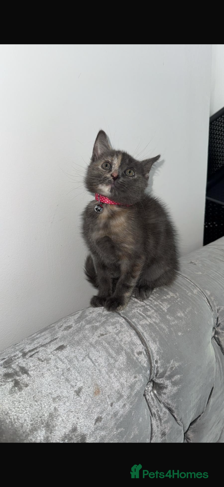 Mixed Breed cats Beautiful little girl  - Advert 6