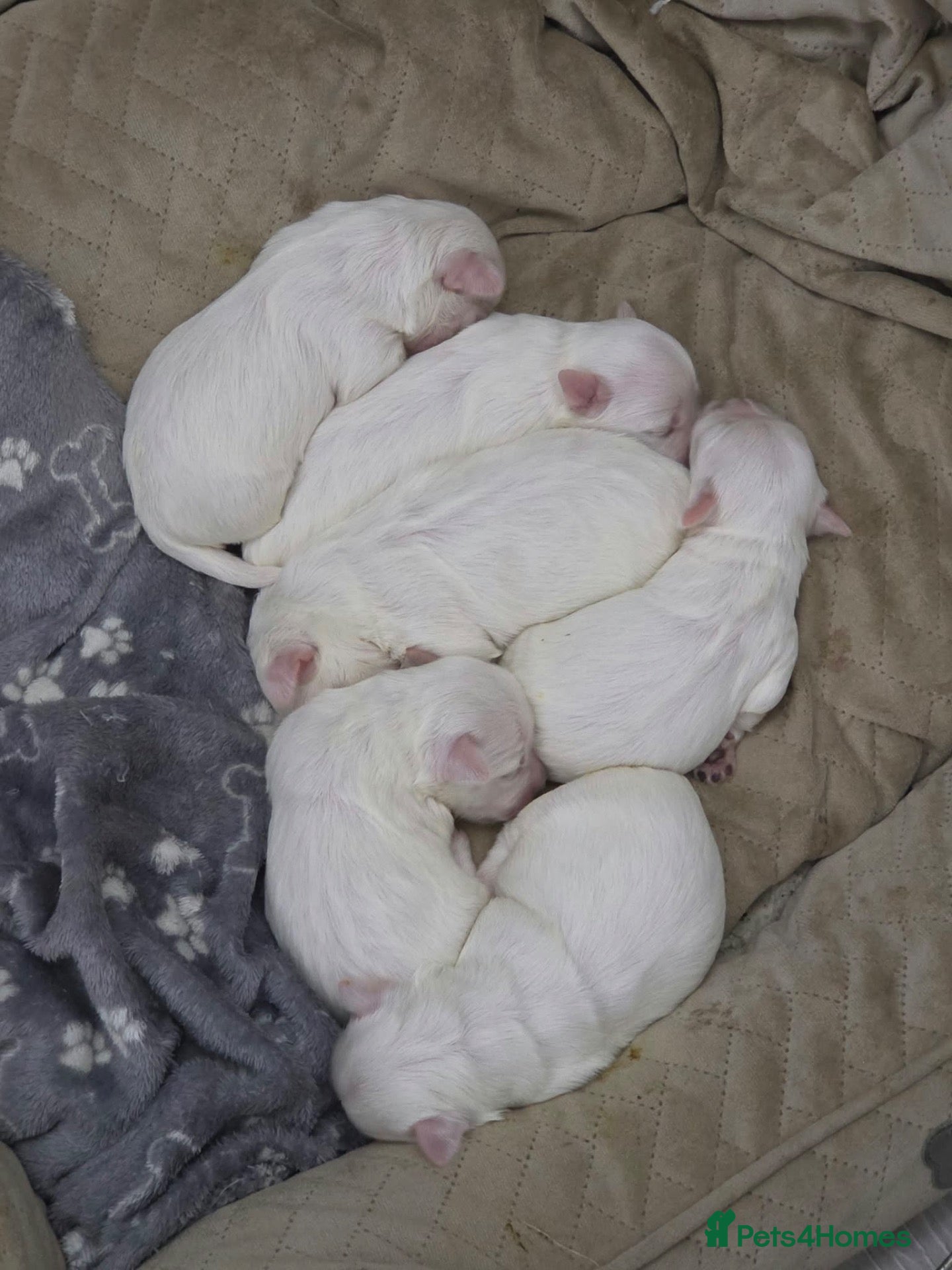 Maltese dogs for sale: Maltese puppies  - Advert 7