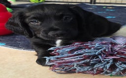 Cocker Spaniel dogs for sale: KC Registered Working Cocker Spaniels - Image 13