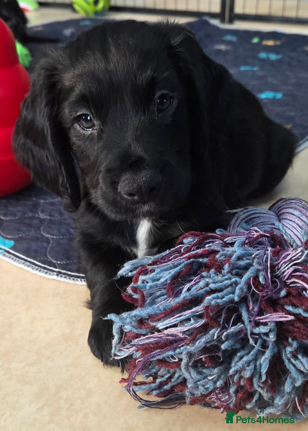 Cocker Spaniel dogs for sale: KC Registered Working Cocker Spaniels - Image 13