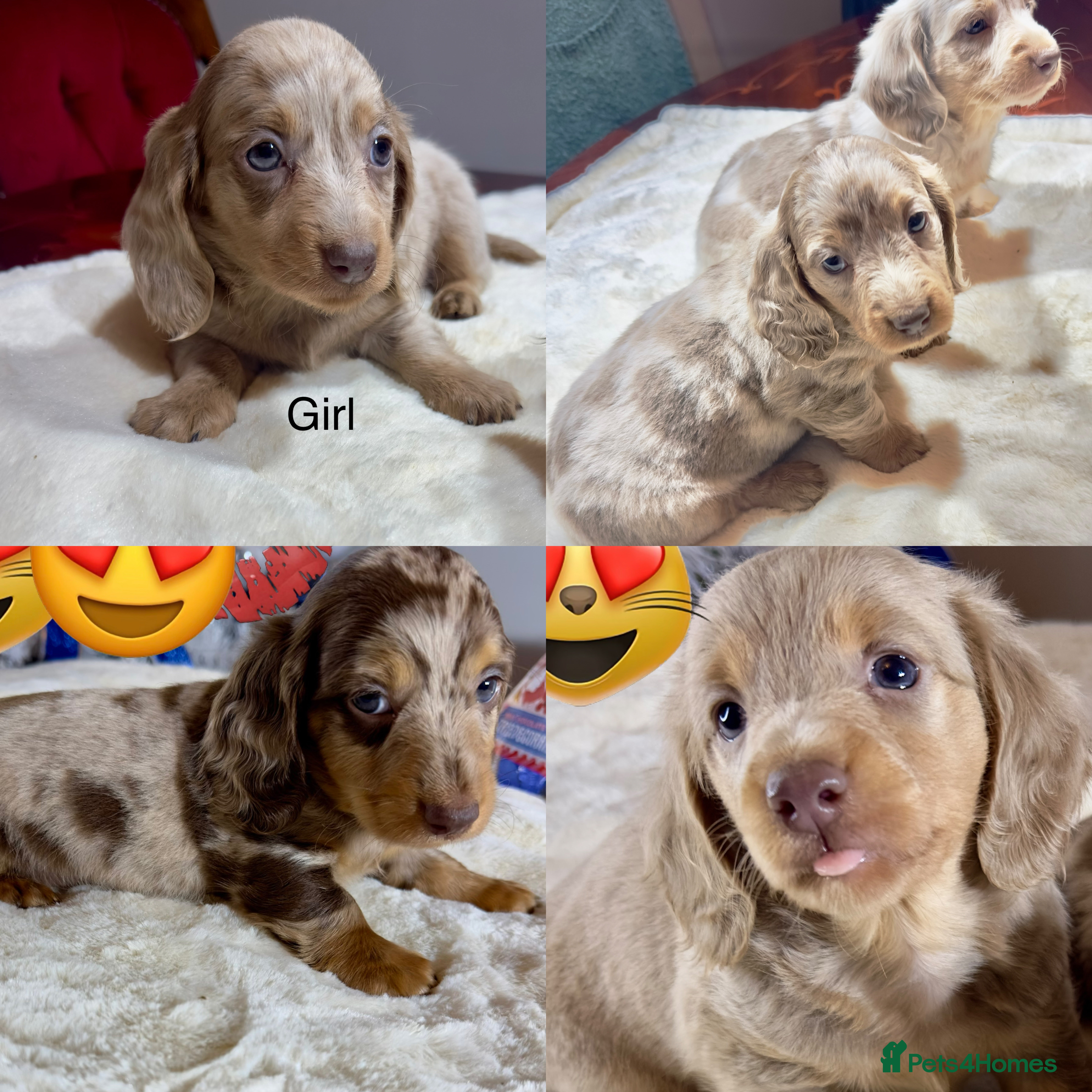 Miniature Dachshund dogs Dachshund miniature long hair - Advert 11