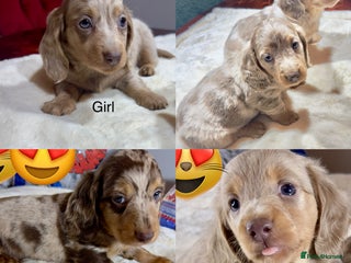 Miniature Dachshund dogs Dachshund miniature long hair - Advert 11