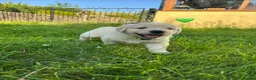 Golden Retriever dogs for sale: KC Registered Golden Retriever puppies in Pencader - Advert 32