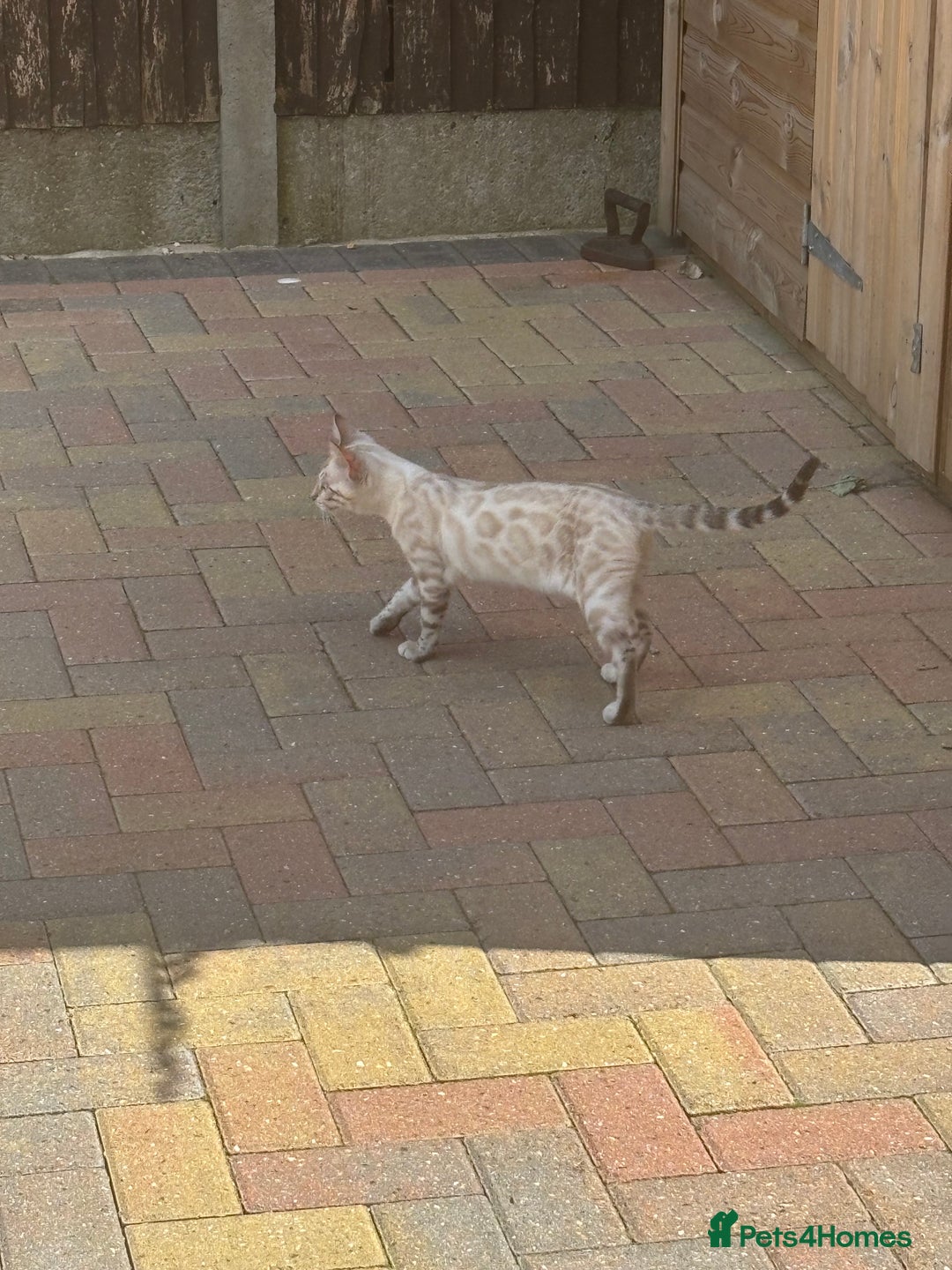 Bengal cats for sale: Bengal female - Image 2