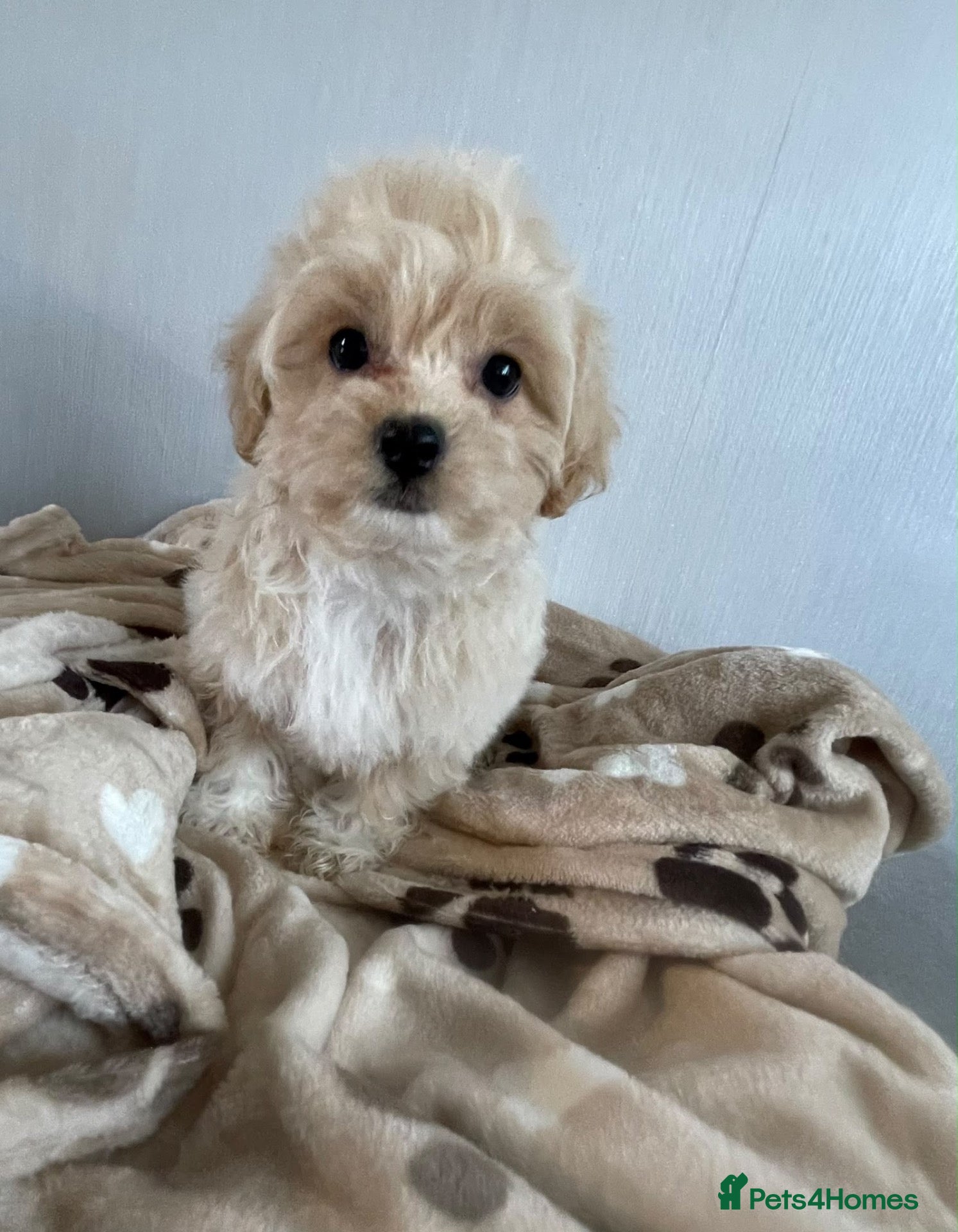 Maltipoo dogs  **  Maltipoo puppy’s  - Advert 17