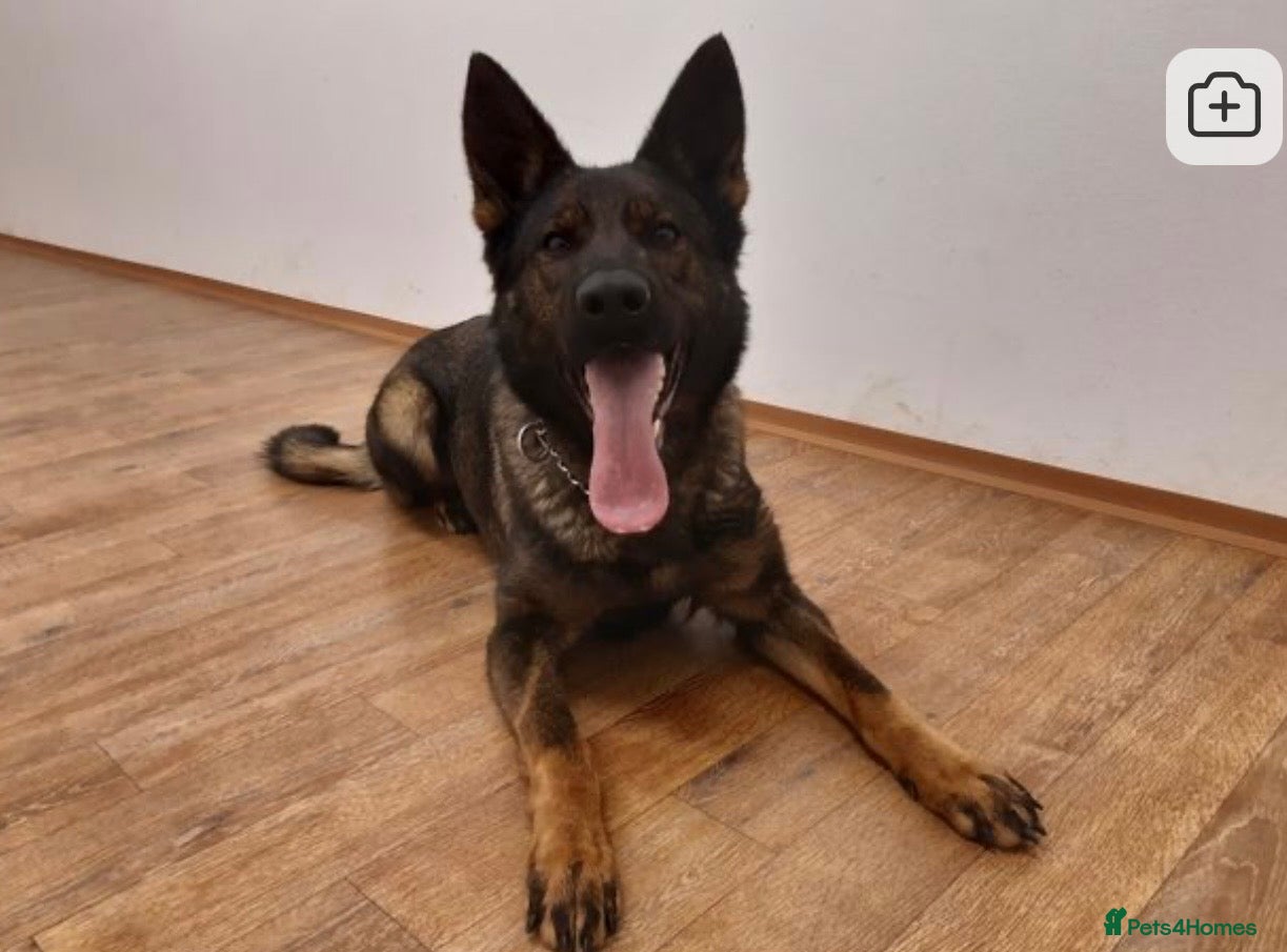 German Shepherd dogs Part Trained German shepherd available  - Advert 1