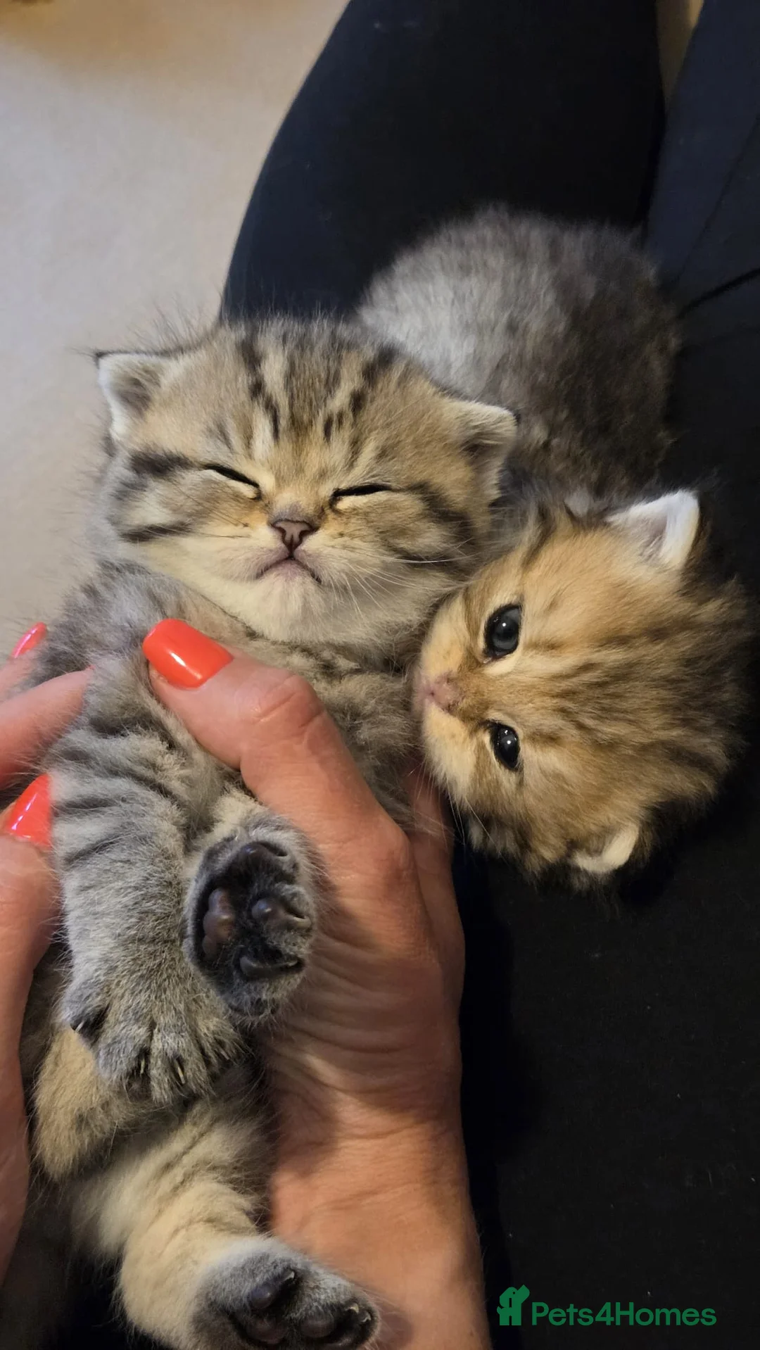 Scottish Fold cats for sale: Adorable Scottish Fold and Straight kittens 💙💜  - Advert 2