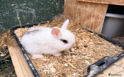 Netherland Dwarf rabbits for sale: Beautiful tamed Bunnies for sale  - Advert 3