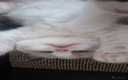 Ragdoll cats for sale: GCCF beautiful seal white bi-colour/point mitted - Image 20