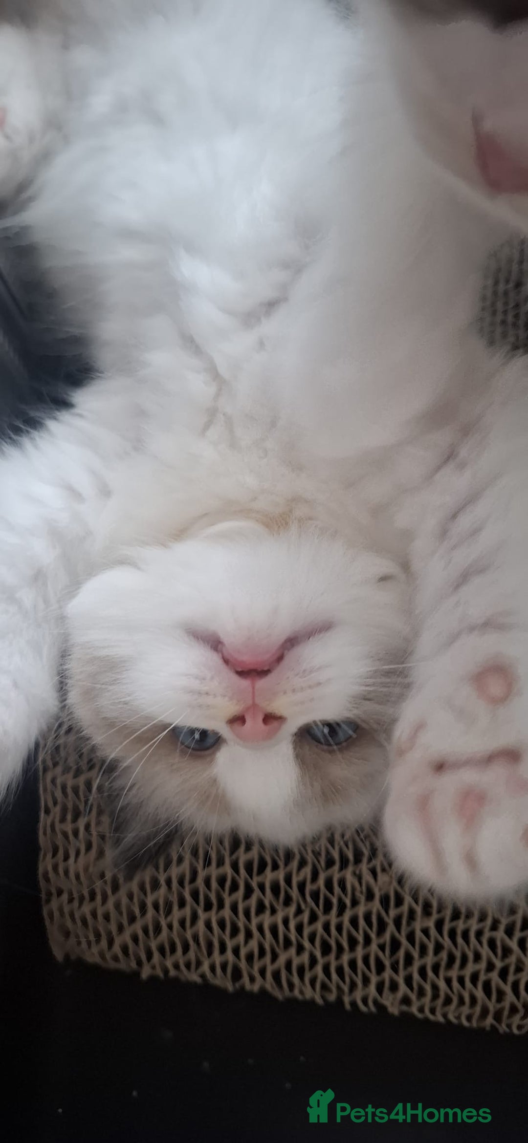Ragdoll cats for sale: GCCF beautiful seal white bi-colour/point mitted - Image 20