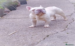 French Bulldog dogs for stud: Newshade Merle carrying fluffy  in Chesterfield - Image 2
