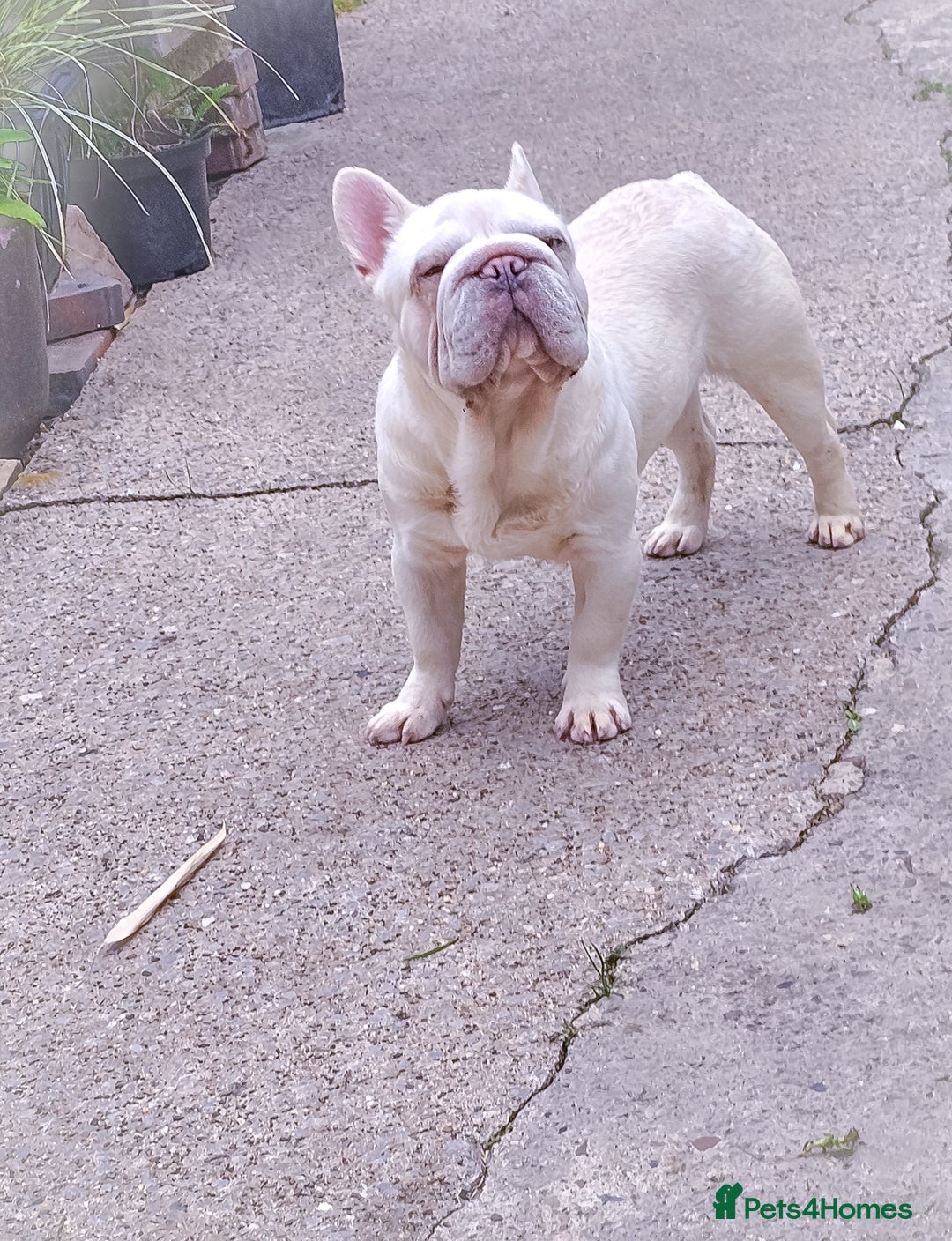 French Bulldog dogs for stud: Newshade Merle carrying fluffy  in Chesterfield - Image 2