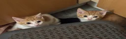 Mixed Breed cats for sale: The Most Adorable Kittens - Advert 14