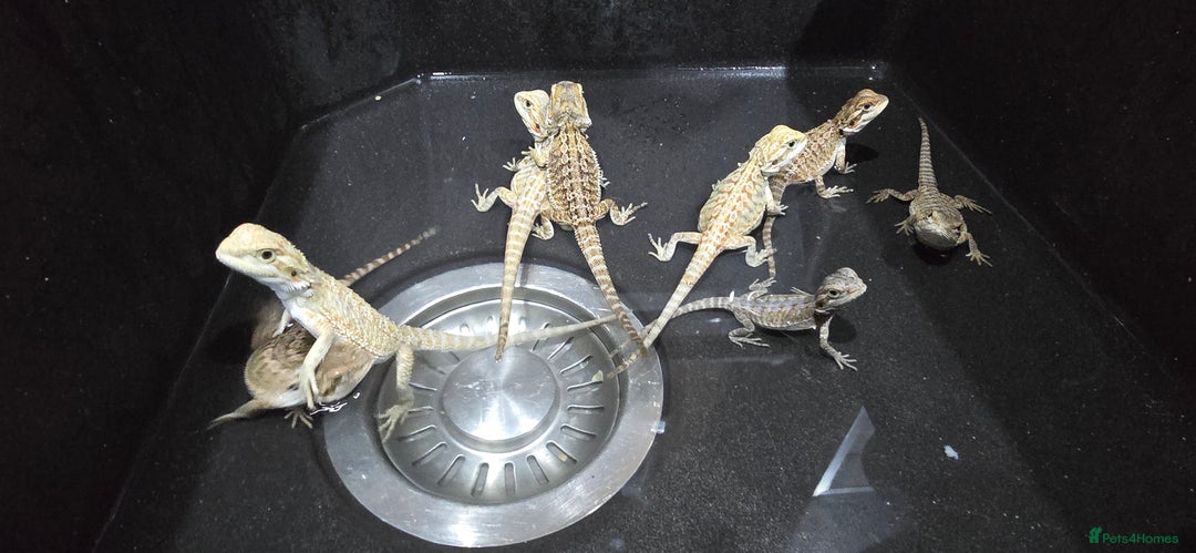 Bearded Dragon reptiles for sale: Baby bearded dragons - Image 16