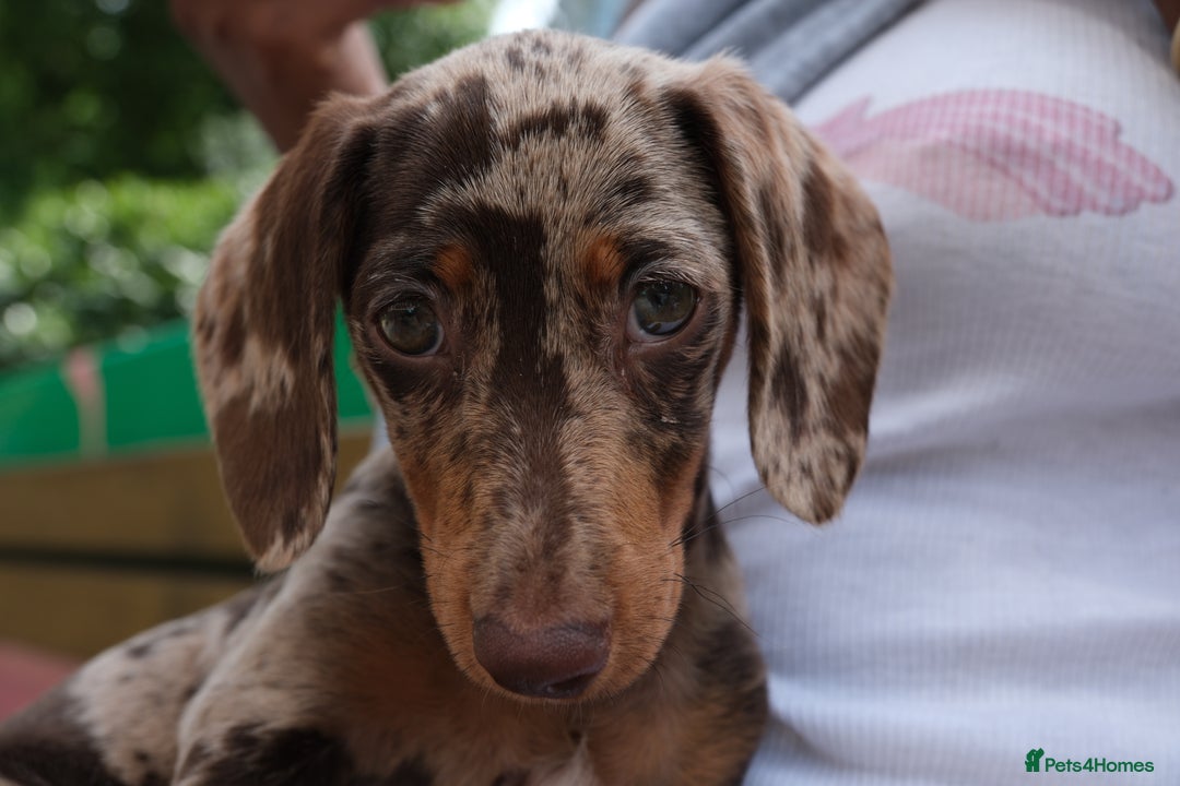 Miniature Dachshund dogs for sale: Cookie the Mini Dachshund  - Image 2