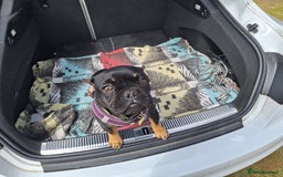 French Bulldog dogs for sale: Ted - French bulldog  - Image 3