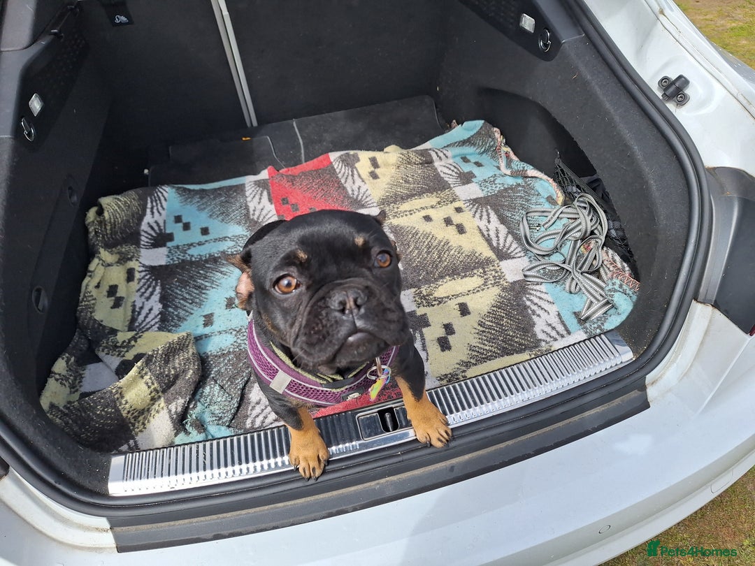 French Bulldog dogs for sale: Ted - French bulldog  - Image 3