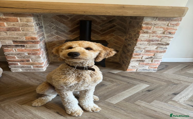 Goldendoodle dogs - Advert 4