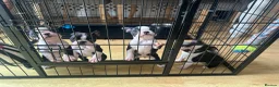 Boston Terrier dogs for sale: Ready now. 2 girls left Kc reg full collar Bostons - Advert 10