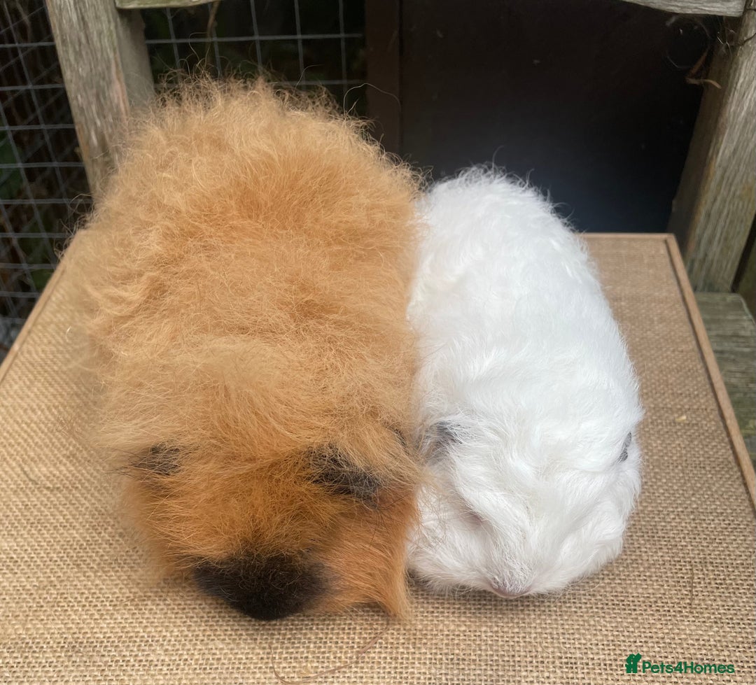 Guinea Pig rodents for sale: Baby Swiss teddy boars - Image 3