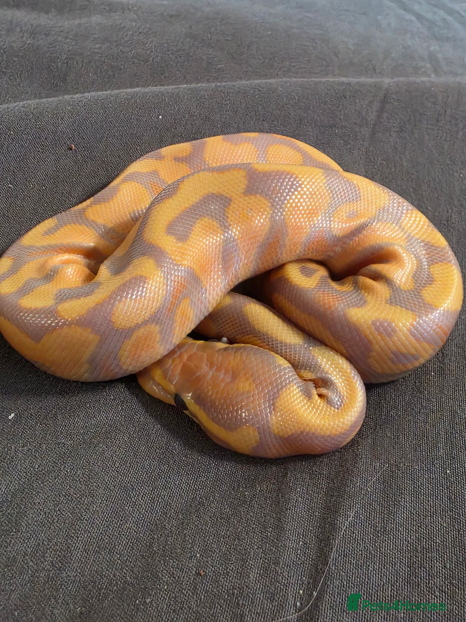 Python Snake reptiles Multiple morphs and hets baby ballpythons - Advert 14