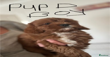 Cavapoo dogs - Advert 3