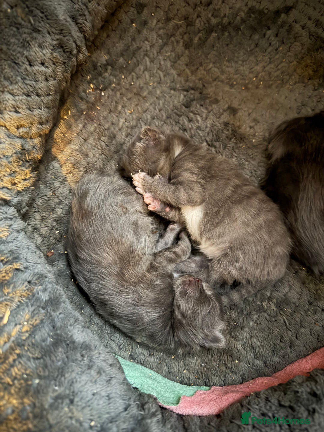British Shorthair cats for sale: Two beautiful bi colour girls ready for new homes  - Advert 16