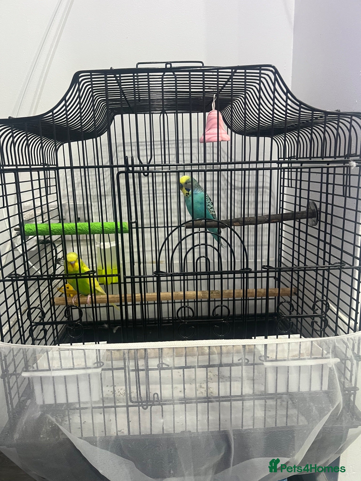 Budgerigars birds MALE AND FEMALE BUDGIES  - Advert 8