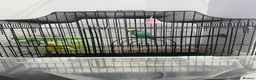 Budgerigars birds for sale: MALE AND FEMALE BUDGIES  - Advert 1