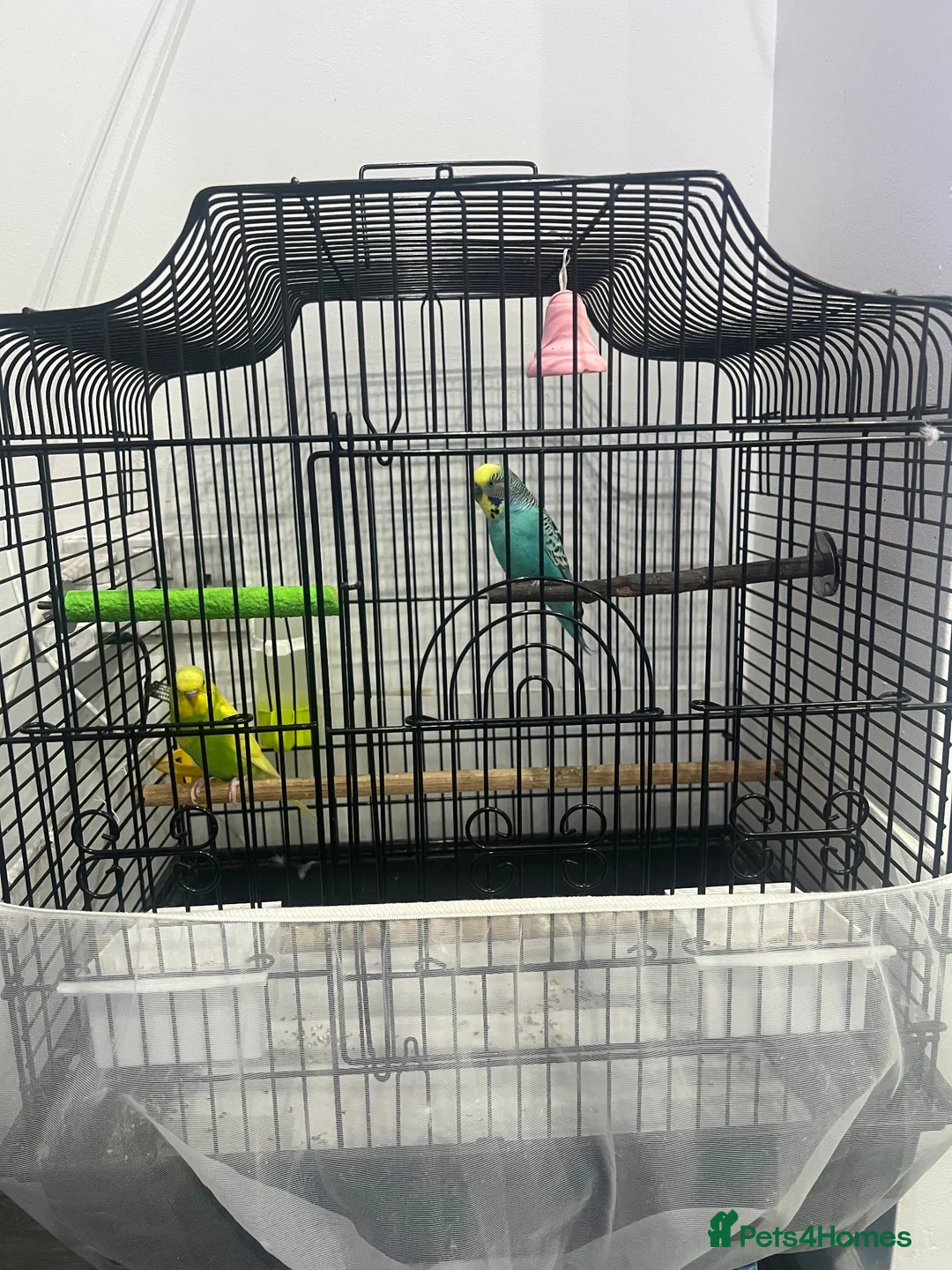 Budgerigars birds for sale: MALE AND FEMALE BUDGIES  - Advert 1