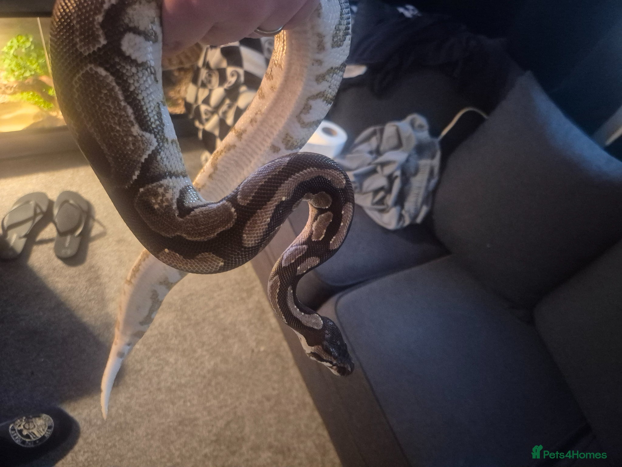 Python Snake reptiles Female royal with set up  - Advert 1