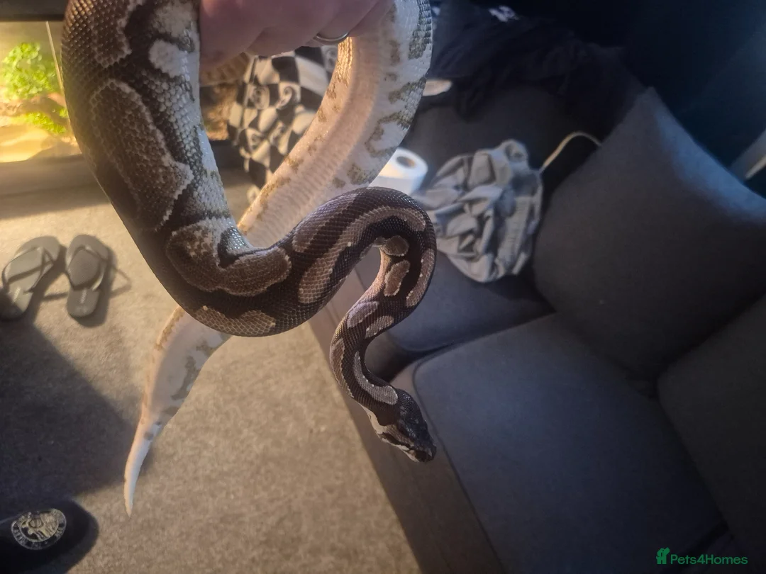 Python Snake reptiles for sale: Female royal with set up  - Advert 1