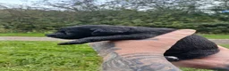 Bedlington Terrier dogs for sale: Bedlinton terrier pups - Advert 4