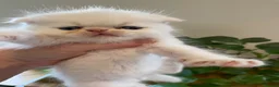 Scottish Fold cats for sale: Beautiful litter - Advert 5