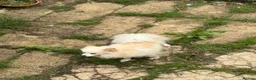Japanese Spitz dogs for sale: Japanese spitz male  - Advert 5