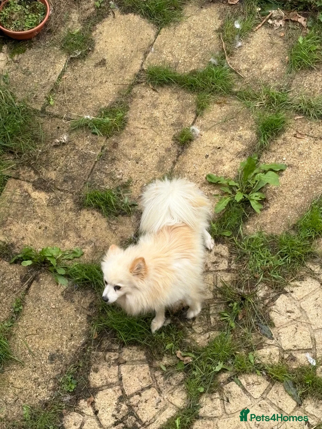 Japanese Spitz dogs for sale: Japanese spitz male  - Advert 5