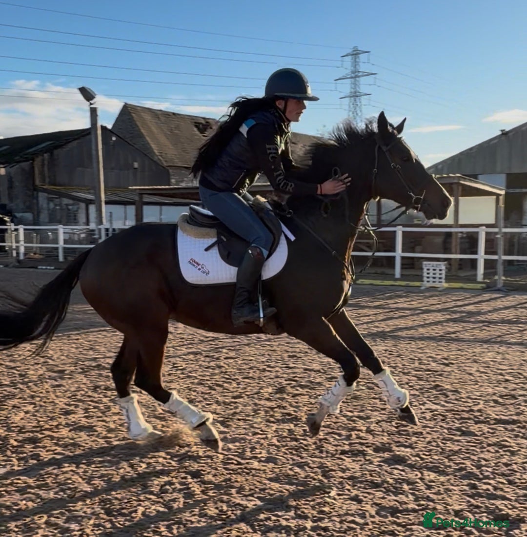 English Thoroughbred horses for sale: Smart Project  - Advert 8