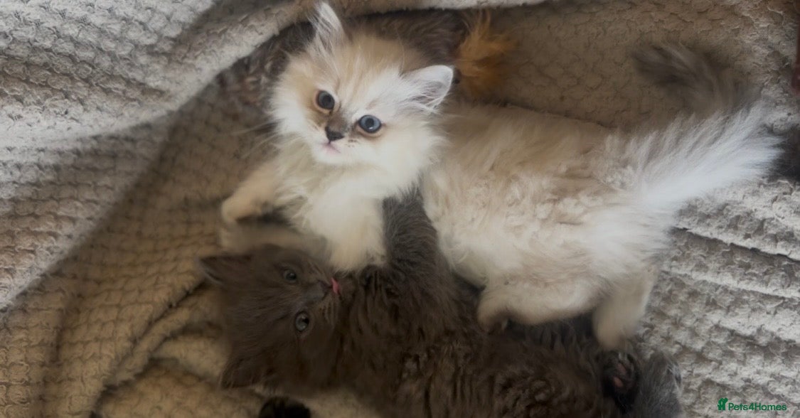 Perdoll cats LAST DOLLFACE CHINCHILLA PERSIAN-RAGDOLL GIRL - Advert 1