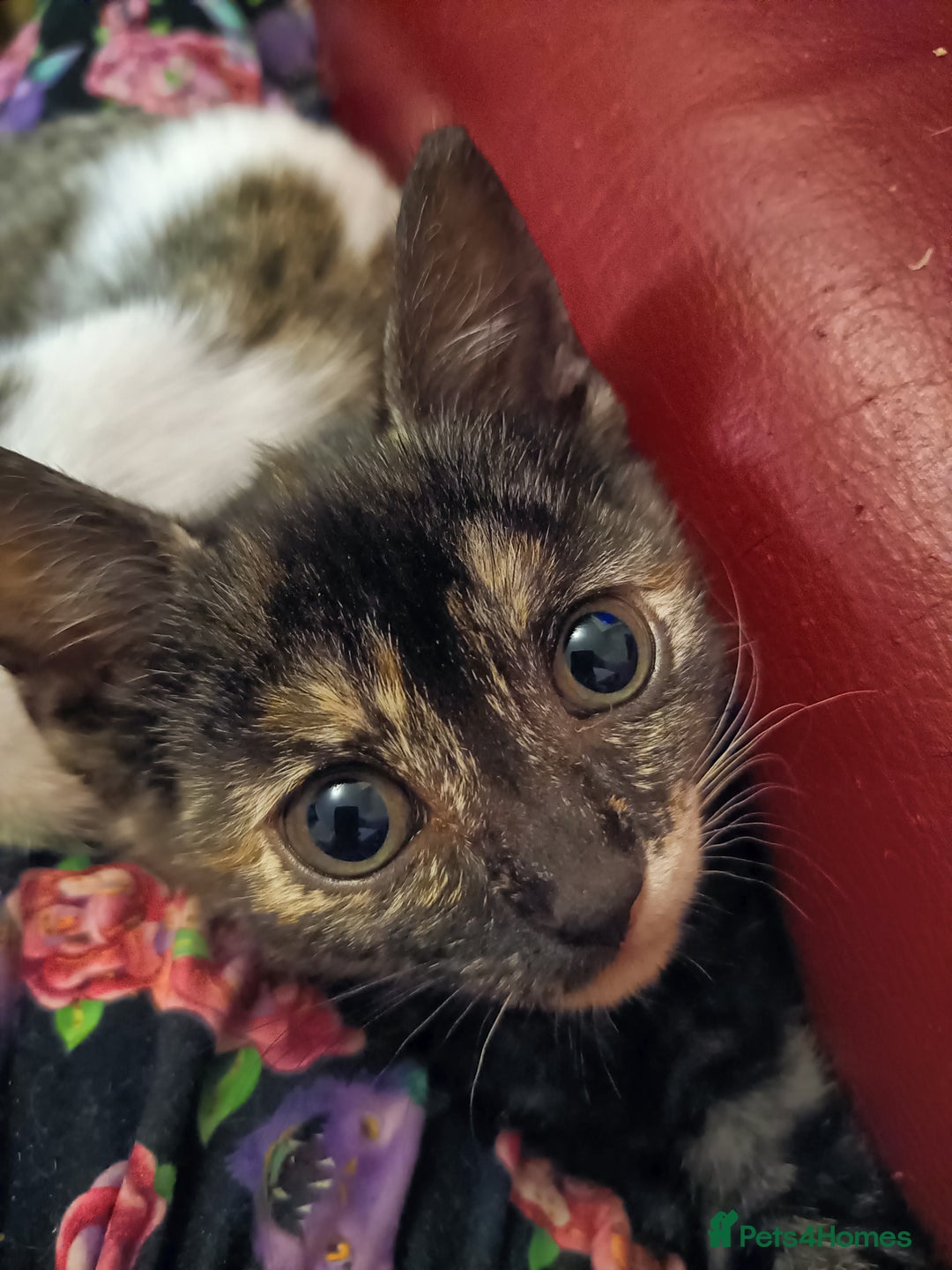 Bengal cats for sale: Bengal X Kittens High % Wild Asian Leopard Cat.  - Image 24